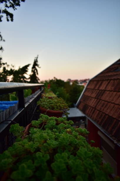 view of the city from a flowered balcony