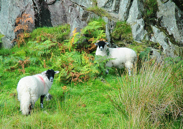 istock Herdwick Sheep in Langdale, Cumbria 161057427