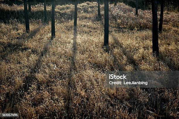 Forest - zdjęcia stockowe i więcej obrazów Bez ludzi - Bez ludzi, Bunt, Chłodny