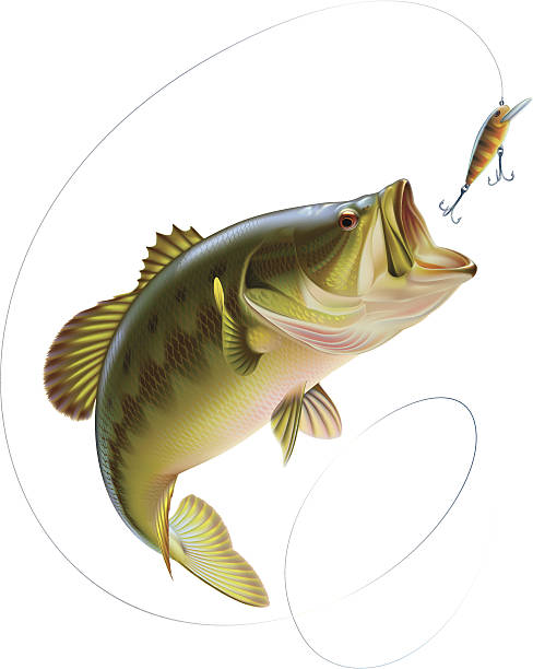 Largemouth bass catching a bait Largemouth bass is jumping to catch a bait. Layered vector illustration. fish stock illustrations