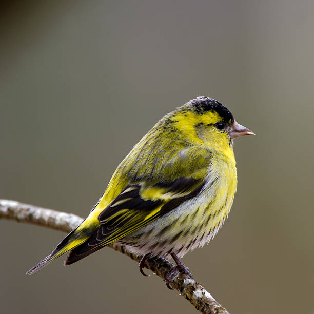 istock Siskin male on a twig 161058138