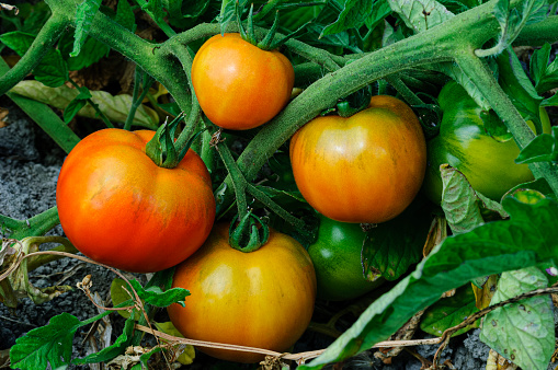Close-up of ripening heirloom tomatoes on vines ready for harvesting.