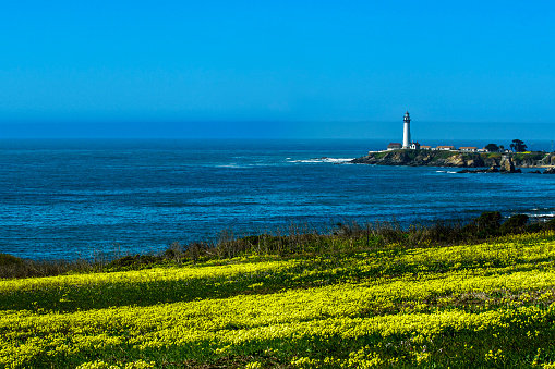 Field mustard flowers with Pigeon Point Lighthouse in the distance along the rocky shore of the California coast.\n\nTaken at Pigeon Point, California, USA.