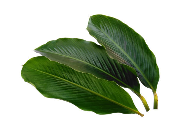 istock Red Ginger leaves or Alpinia purpurata leaf on white background. Green leaf with clipping path. Red Ginger leaf for decoration. Green leaf isolated on white background 1610642273