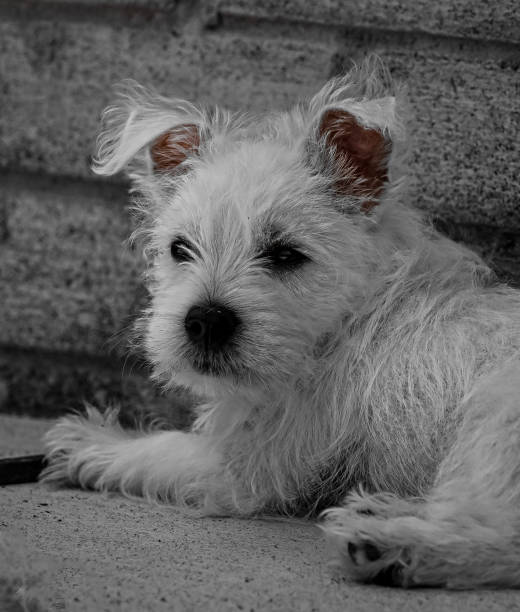 istock Westie Puppy 1610648958