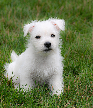 Westie Terrier Puppy