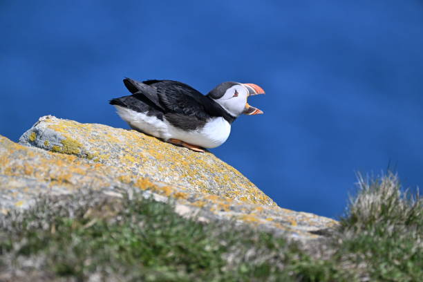 Puffin open mouth in Elliston