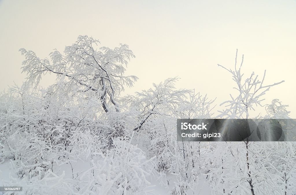 inverno - Foto stock royalty-free di Albero