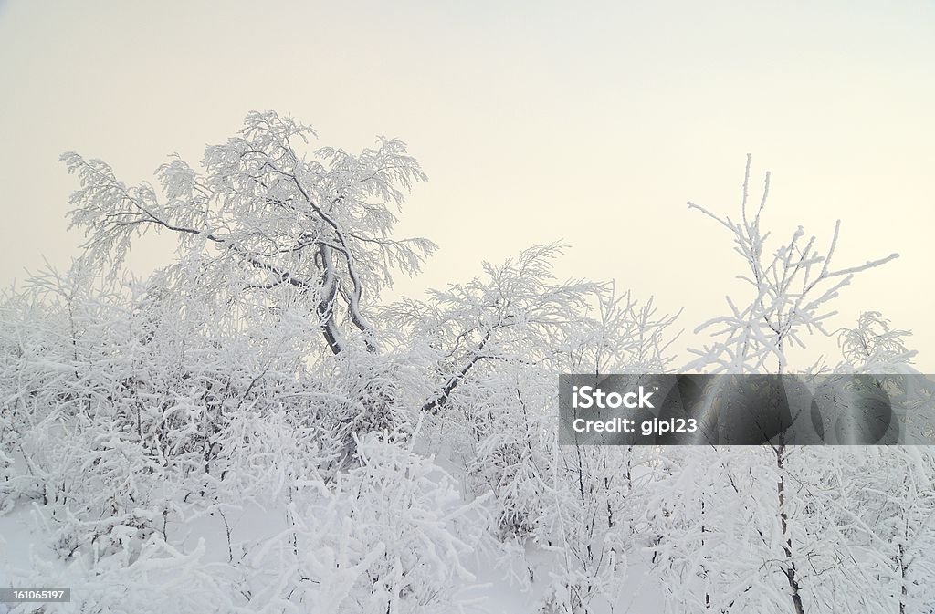 inverno - Foto de stock de Beleza natural - Natureza royalty-free