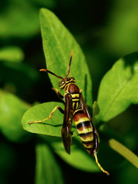 istock Paper wasp sitting on green leaves 1610671978