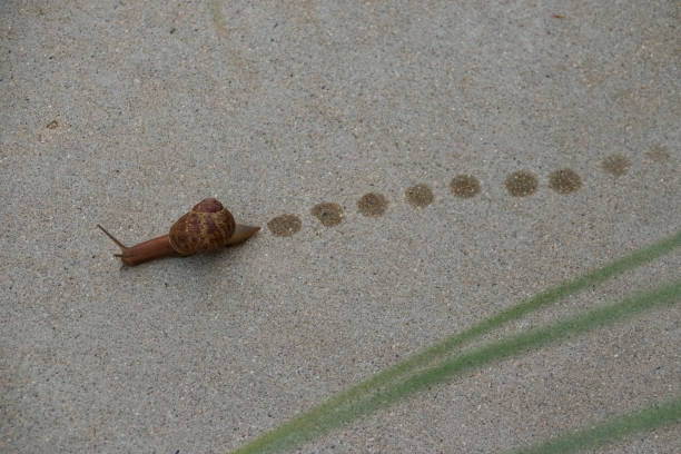 Biodiversity