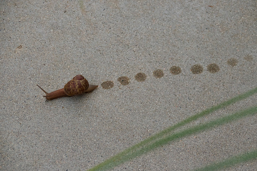 Garden snail leaving a trail as it crosses the path