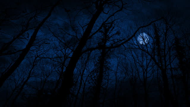 Walking In Night Woodland With Moon Above Scary Scene