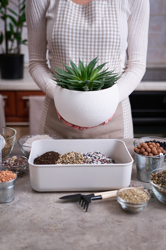 Woman holding planted Aloe Aristata Succulent Plant in white ceramic pot.