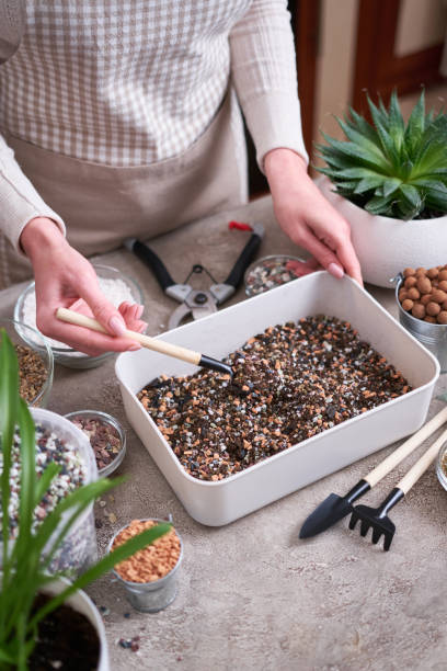 istock soil substrate preparation for transplanting houseplants on concrete background 1610674866