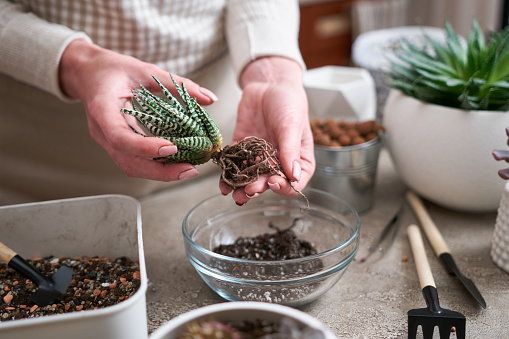 Woman planting Succulent haworthia Plant at home.