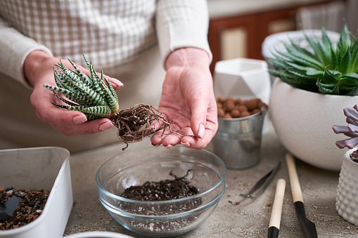 Woman planting Succulent haworthia Plant at home.