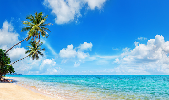 Tropical island paradise sea beach, beautiful nature landscape, coconut palm tree leaves, turquoise ocean water, sun blue sky white cloud, sand, Caribbean, Maldives, Thailand summer holidays, vacation