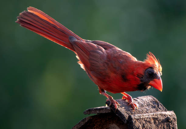 istock Molting Northern Cardinal on the backyard deck 1610714741