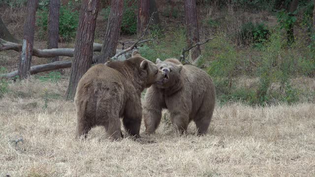 Two wild free bears fighting in natural environment in real animal attack