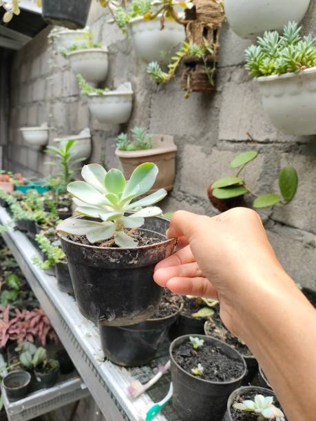istock succulent echeveria saviana in a pot 1610740769
