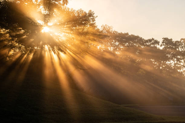 istock Shafts Of Light Burst Through Tree In Brilliant Orange Light 1610745035
