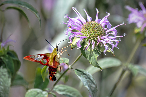 Hummingbird clearwing moth, Hemaris thysbe, hovering as it feeds on bee balm, Monarda cultivar.