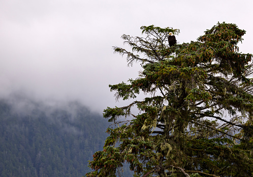 Fog comes in as bald eagle surveys below the tree he perches in on the coast of Sitka, Alaska