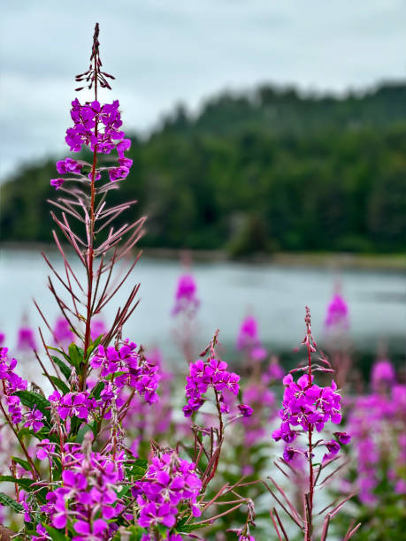 Beautiful Fireweed stands tall in front of the Sitka wilderness - fotografia de stock