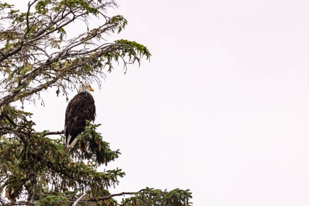 majestätischer adler sitzt auf ast in alaska - alexander archipelago animals in the wild one animal animal stock-fotos und bilder