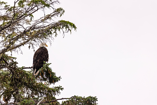 Bald Eagle oversees the nest below him in Sitka, Alaska