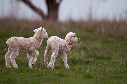 Baby Merino Sheep walking in a paddock