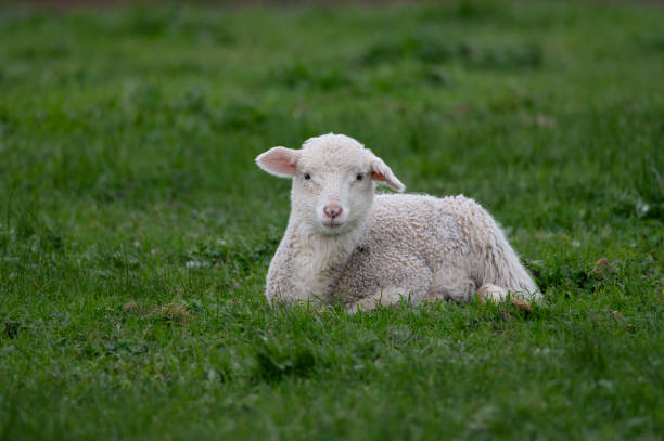 istock Merino Sheep out in the paddock 1610790249
