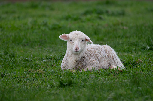Baby Merino Sheep resting in a paddock