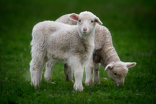 Flock of sheeps grazing in green farm in New Zealand with warm sunlight effect