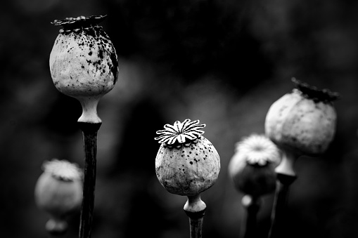 Dried poppy seed pods from opium or breadseed poppy, Papaver somniferum.