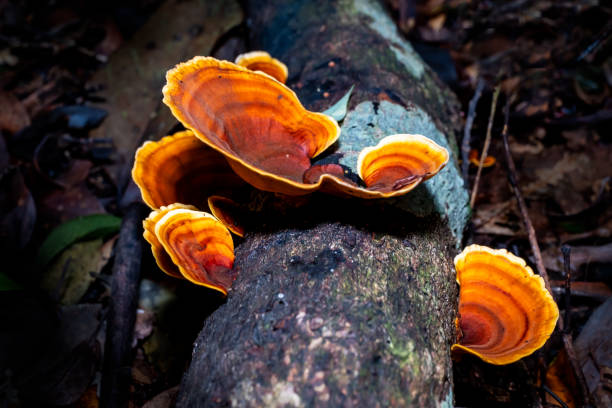 brown mushrooms - asia autumn bracket brown imagens e fotografias de stock
