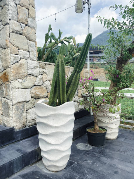 istock Cactus Plant in the Garden 1610820997