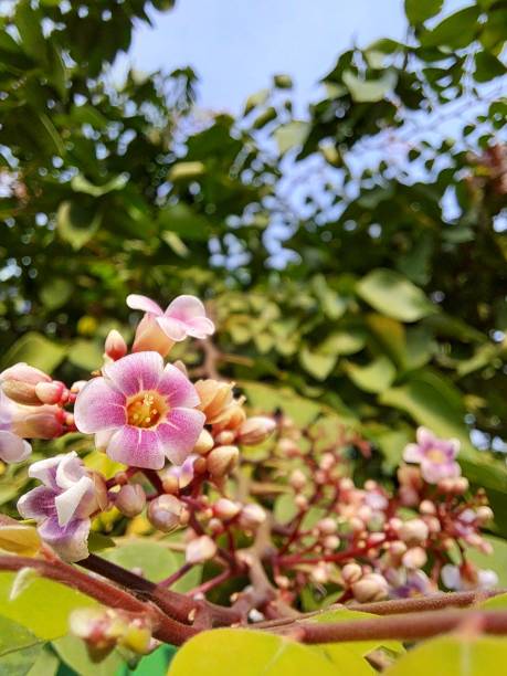 istock Averrhoa carambola) 1610856581