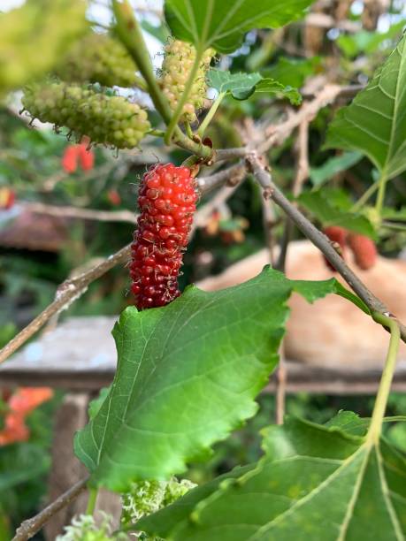 istock The berry fruit is ripe in red 1610875261