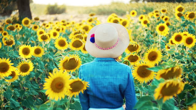 Beautiful young woman wearing a hat and denim shirt walking in a field of blooming sunflowers