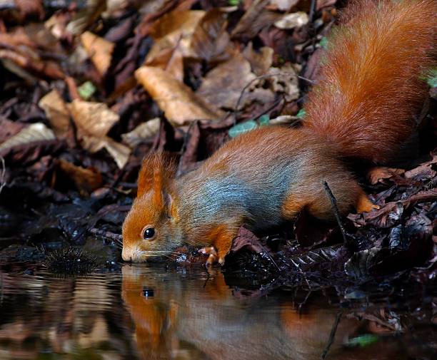 Écureuil roux boire et se reflètent dans l'eau - Photo