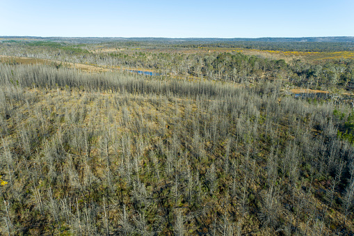 Drone aerial photograph of trees in Newnes State Forest recovering from severe bushire in the Central Tablelands of New South Wales in Australia