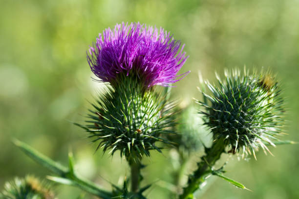 cirsium vulgare, fleur de chardon harponne macro focalisation sélective - rose petals temperate flower scenics prickly rose photos et images de collection