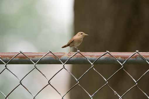 Side view of a house wren sitting on a metal fence in an Iowa backyard on a summer day.