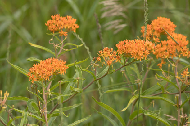 istock Butterfly weed blooming in the prairie 1610924643