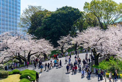 TOKYO, JAPAN - MARCH 29, 2023:Crowded people at Chidorigafuchi park in Cherry blossom, sakura full bloom Hanami festival.