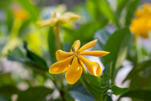 Yellow flower of Gardenia carinata Wallich, Kedah gardenia or Golden gardenia bloom on tree with sunlight in the garden on blur nature background.