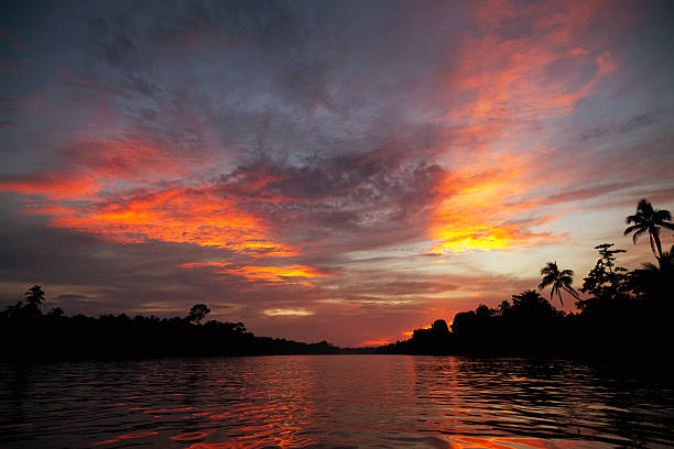 Kinabatangan River, Borneo, Sabah State of Malaysia Kinabatangan River is one of the tourism destinations located in rainforest of Sandakan, Sabah Malaysian Borneo. Probocis Monkeys, Orang Outangs, elephants, tropical birds are often seen on the riverside. kinabatangan river stock pictures, royalty-free photos & images