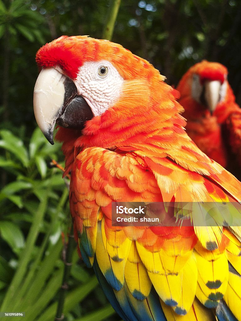 Scarlet Macaw A portrait of a Scarlet Macaw. Animal Stock Photo